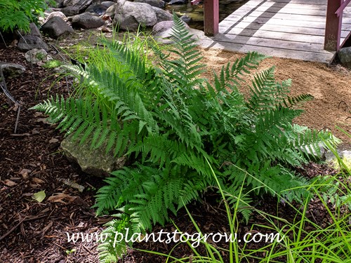 Scaly Buckler Fern (Dryopteris remota)